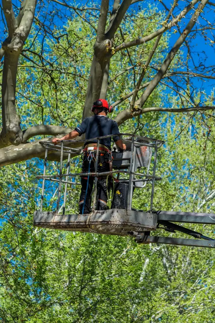 Elagage d'arbres Seclin