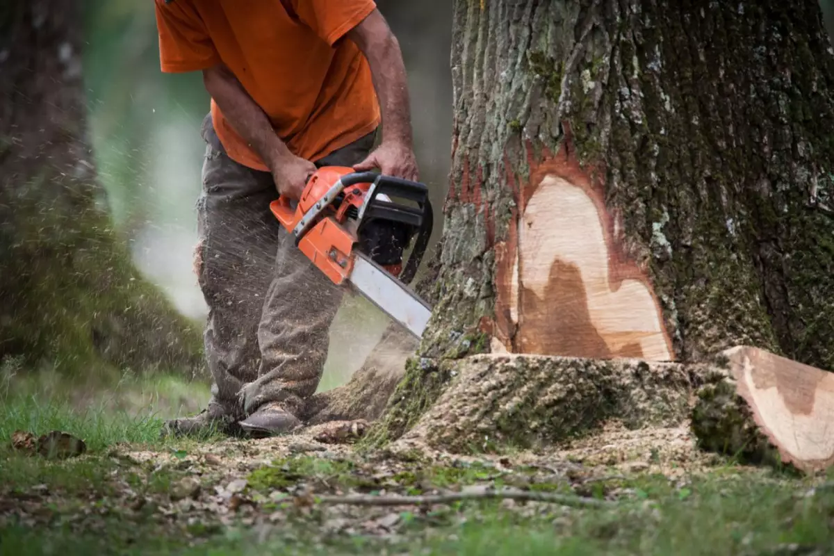 Abattage & dessouchage d'arbres Seclin